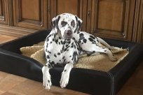 Fee Amilia vom Hause Fiedanu „Mia“